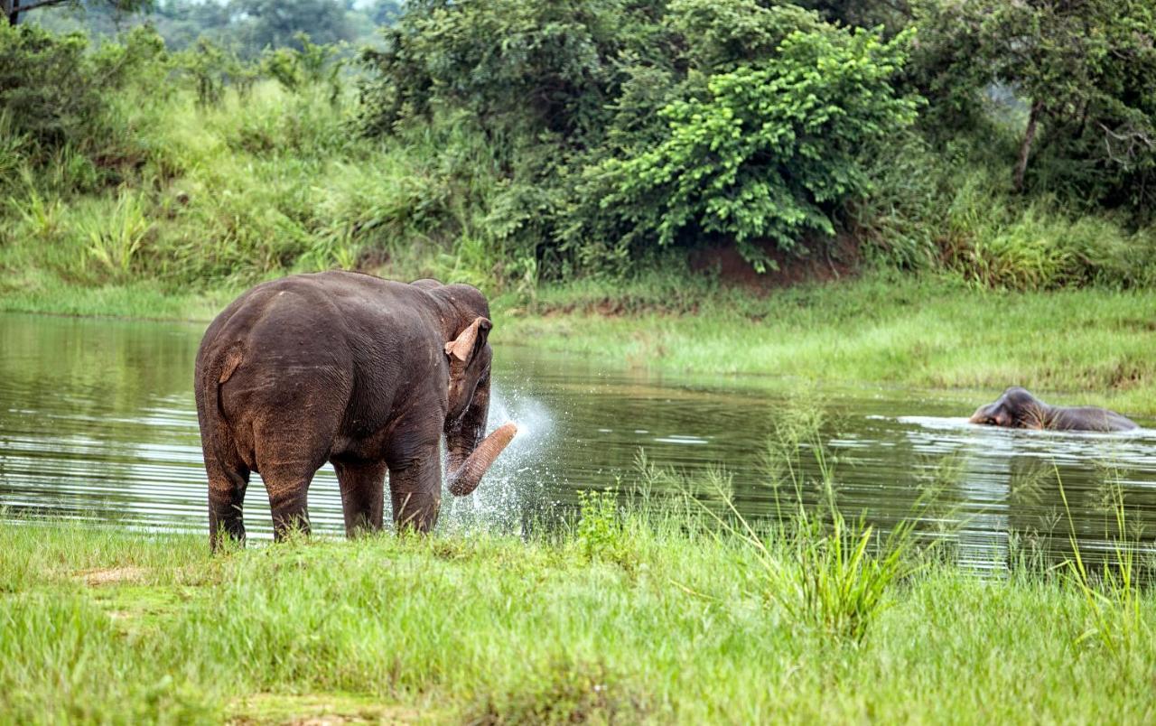 Lavendish Wild Safari Hotel Wasgamuwa Buitenkant foto